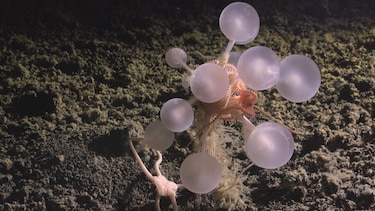 El tiburón fantasma, la esponja carnívora y otras especies marinas descubiertas en solo un año