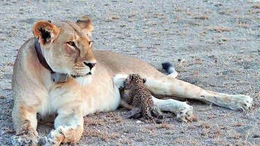 Leona ‘adopta’ a un leopardo