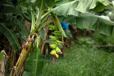 Autoridades descartan por ahora hallazgo de restos humanos en plantación bananera de Bocas 