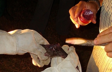 MIDA capturará murciélagos vampiros para evitar casos de rabia