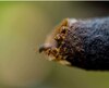 Abejas sin aguijón: una tradición que renace