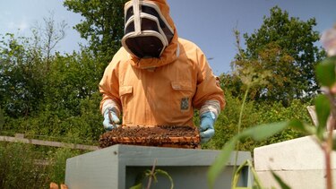 El superalimento creado por científicos de Oxford que busca salvar a las abejas de su desaparición