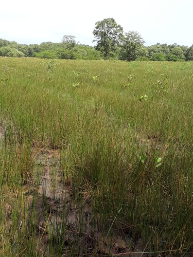 ACP y Miambiente continúan con plan de compensación ambiental en Azuero