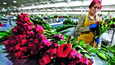 Envían 500 millones de flores a EU