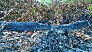 Evalúan daños a zona de palmas aceiteras