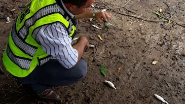 Investigan muerte de peces en Herrera
