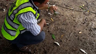 Investigan muerte de peces en Herrera
