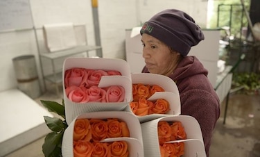 San Valentín, el día de las rosas de Ecuador