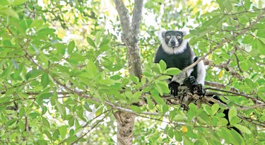 Alerta roja para más especies