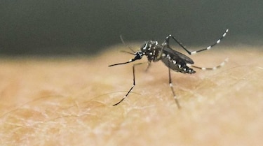 Salud confirma muerte de anciana en Chepo por dengue
