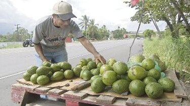Aguacate, una fruta al gusto del turista