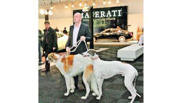Australia prohíbe carreras de galgos