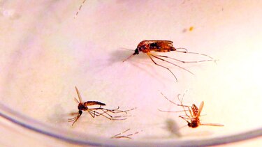 108 casos de malaria reporta el Minsa