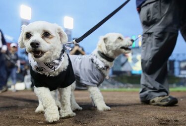 California decide custodia de mascotas como si fueran hijos