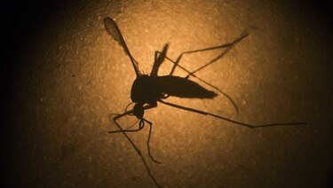 Nueva Jersey: Nace niña con microcefalia de madre con zika