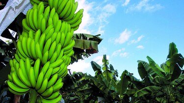 Mejora producción bananera