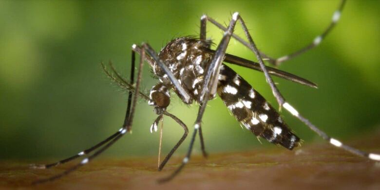 Dengue en Panamá: los casos suben a 13,844 y se registran 23 muertes en el año 2025
