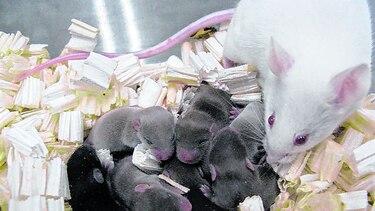 Investigación médica y animales en el espacio