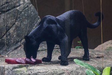 Zoológico de Brasil da helados de carne a los animales para mitigar el calor