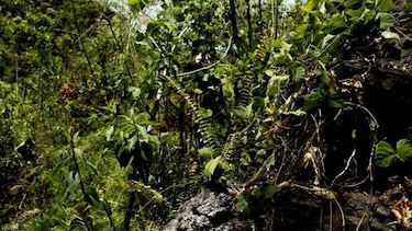 Gobierno se adherirá a la alianza por el millón de hectáreas