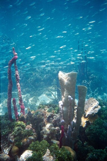 Corales del Caribe mueren por enterobacteria presente en las heces