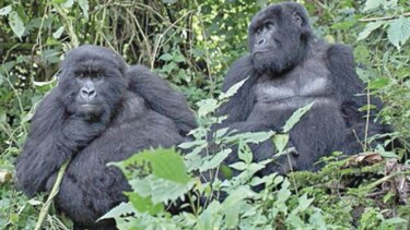 Las poblaciones de ballenas y de gorilas de montaña aumentaron