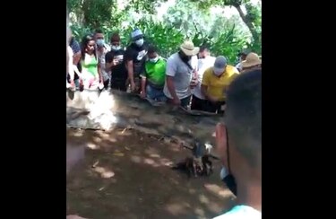 Sorprenden a 30 personas en gallera clandestina en Natá durante cuarentena total