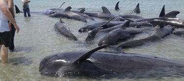 Una veintena de ballenas mueren en una playa mexicana