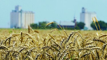 Oferta de trigo caería por lluvia en Alemania