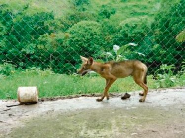 Estudian hábitat y comportamiento de los coyotes