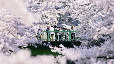 Japón recibe la primavera con los cerezos en flor