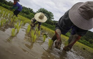 FAO alerta de los efectos de pesticidas en menores que trabajan en el campo