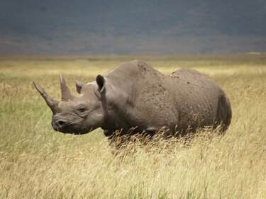 Rinoceronte negro occidental está ‘posiblemente extinto’
