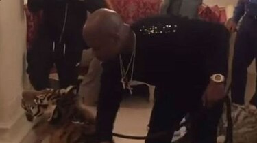 Floyd Mayweather se pasea con sus tigres en Rusia