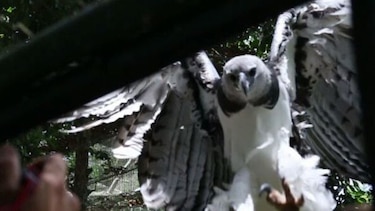 Águila harpía al estilo de Aprendo