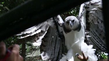 Águila harpía al estilo de Aprendo