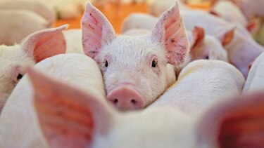 Ordenan investigación en importaciones bajo TPC