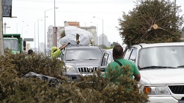 AAUD: 7 mil árboles navideños fueron recolectados en operativo