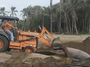 Luego de seis horas entierran ballena en playa La Candelaria