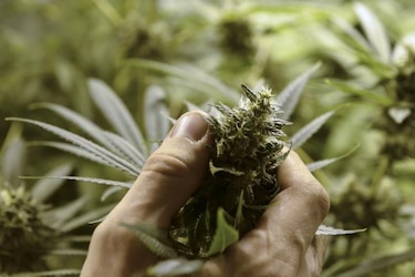 Mujica promulga ley que legaliza producción y venta de marihuana en Uruguay