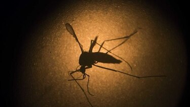 Cuanto más se sabe del zika, más temor inspira