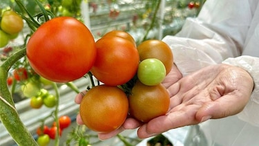 Ciencia, tecnología e innovación sostenible en el agro