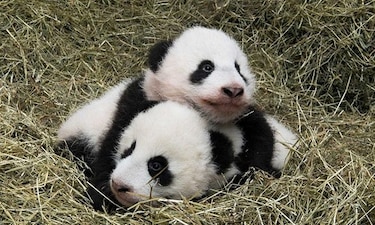 Los  pandas gemelos de Viena bautizados 'Fu Feng' y 'Fu Ban'