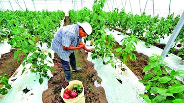 Banca local germina en el sector agro