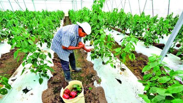 Banca local germina en el sector agro