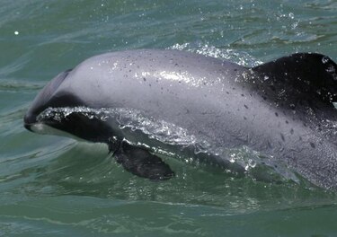 Al menos 264 delfines aparecen muertos en costa norte de Perú