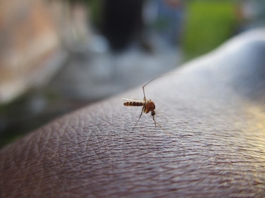 Dengue suma 9,055 casos en Panamá; Colón y el área metropolitana concentran la mayor cantidad