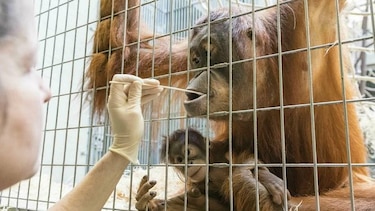 Prueba de ADN de orangután no iguala a la del supuesto padre