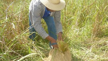 Disminuye siembra de granos básicos en áreas rurales de Azuero