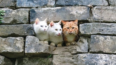 Los guardianes felinos de Washington